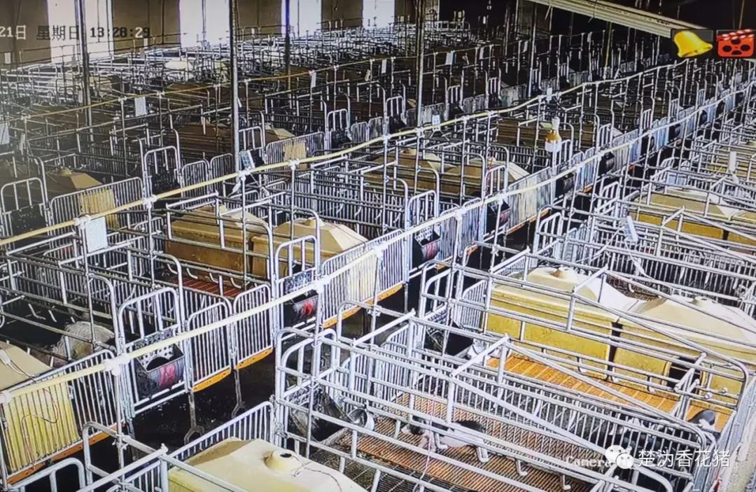 图为楚沩香永兴养殖场母猪产房  [来源:微信公众号:楚沩香花猪]