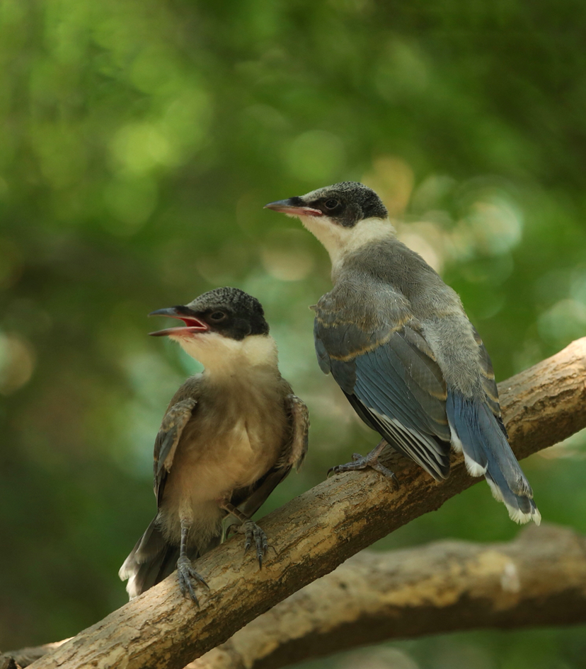 等妈妈回来的小灰喜鹊