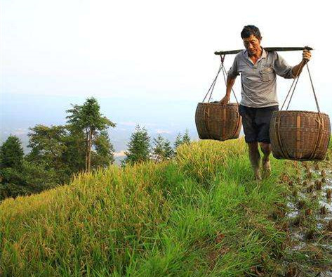 人工挑稻谷回家.