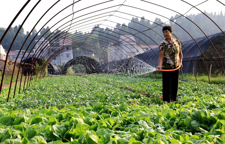 高温天气 菜农忙抗旱保收成