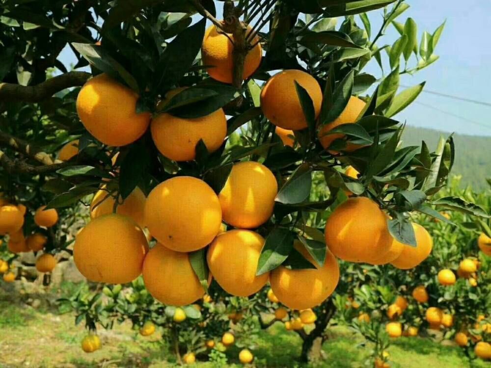 湖南今年再获中央广电总台广告精准扶贫支持