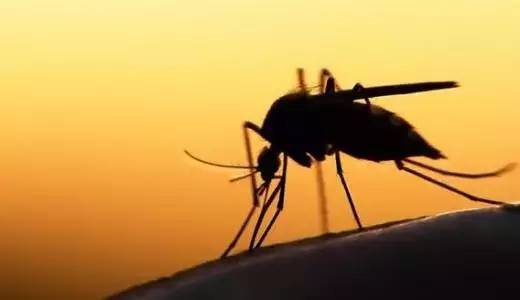 湖湘自然笔记丨蚊子最后的疯狂