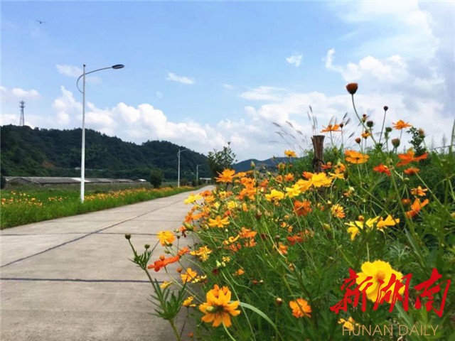 韶山市杨林乡深入推进“厕所革命” 全力打造美丽乡村