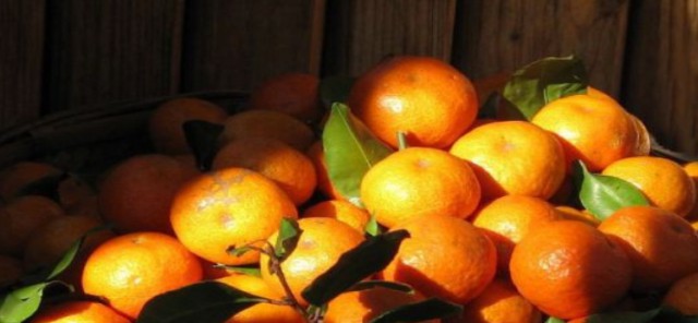 又到橘花飘香时——石门柑橘大灾之后品改提质见闻
