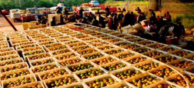石门柑橘产业加速“康复”