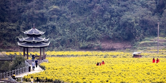 太美了！通道横岭侗寨数百亩菊花开了