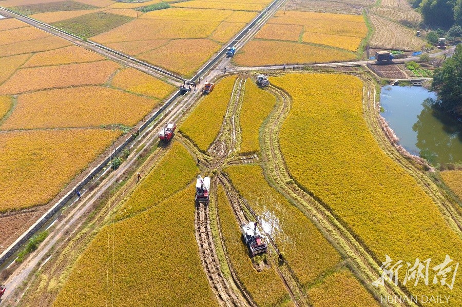 双峰:种粮大户收割机集团作业抢收晚稻 新湖南www.hunanabc.com