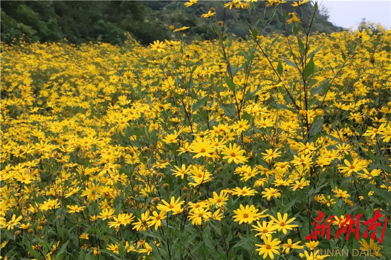 菊芋花开分外香 龙山县菊芋产业助力脱贫攻坚和乡村振兴 湘西 新湖南