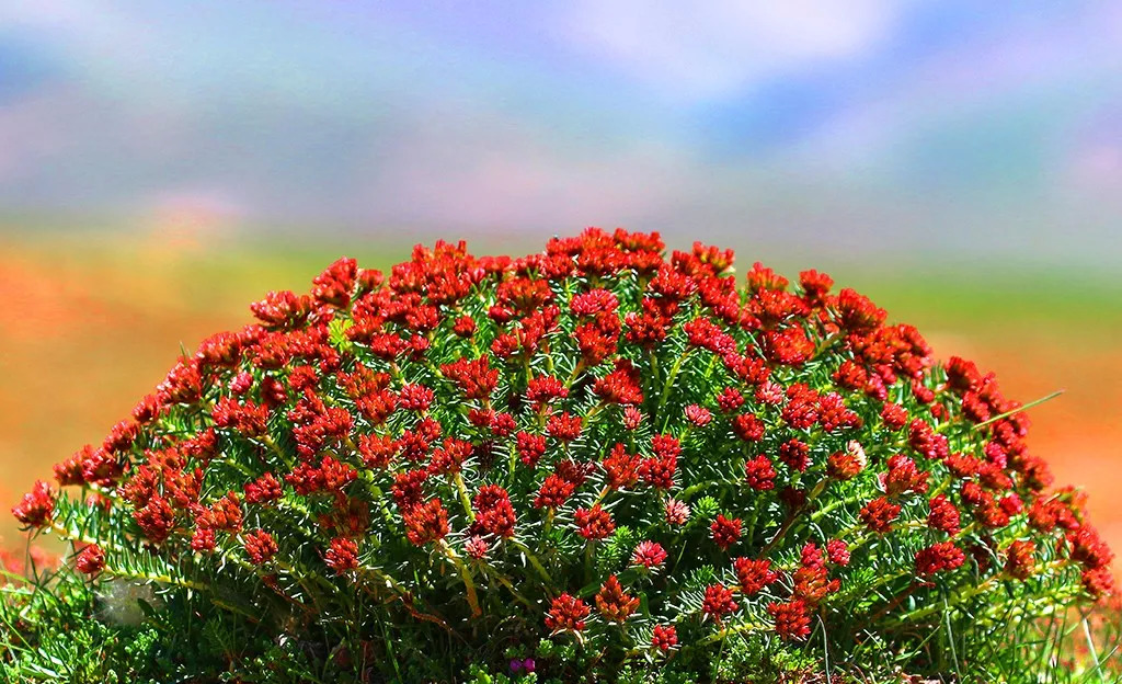 红景天 李友崇摄