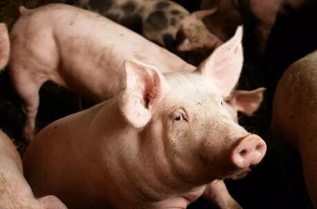 10家大型规模养猪场在宁远集中开工 保障生猪供给安全