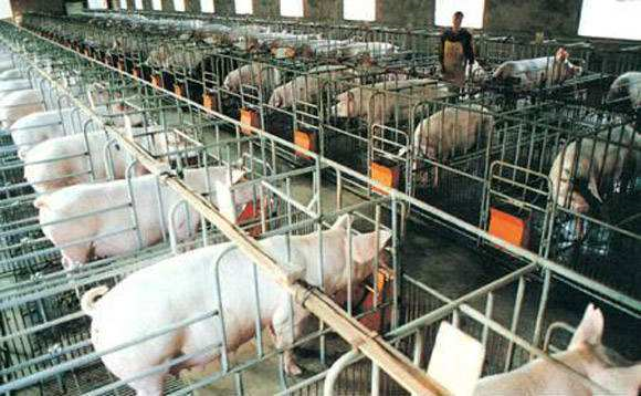 保障生猪供给安全 10家大型规模养猪场在宁远集中开工