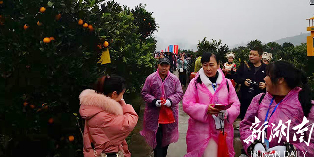 游甜美橙都 品长寿美果 麻阳冰糖橙旅游采摘节开幕 新湖南www.hunanabc.com