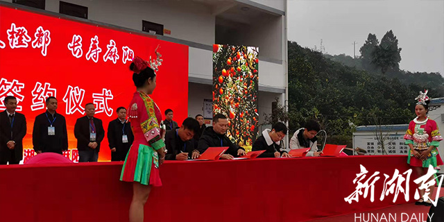 游甜美橙都 品长寿美果 麻阳冰糖橙旅游采摘节开幕 新湖南www.hunanabc.com