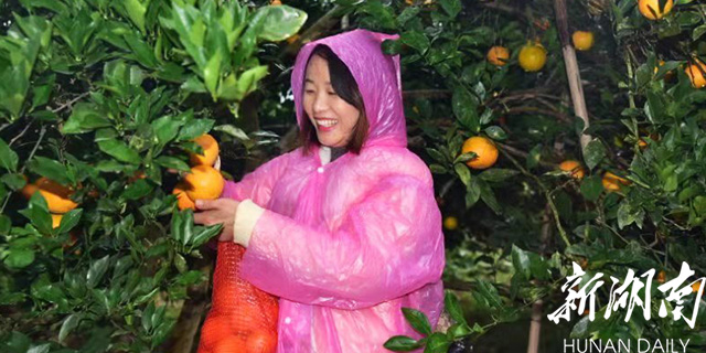 游甜美橙都 品长寿美果 麻阳冰糖橙旅游采摘节开幕 新湖南www.hunanabc.com