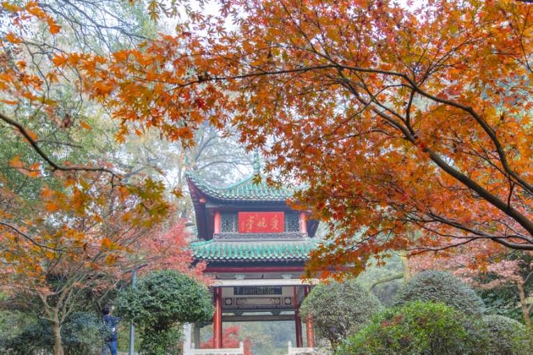 岳麓山上枫叶红