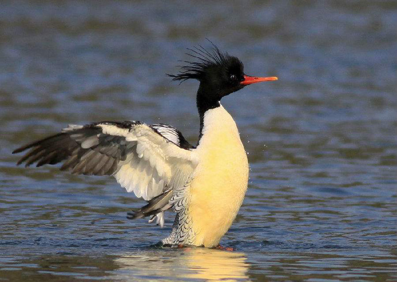 一睹濒危物种中华秋沙鸭的“真容”