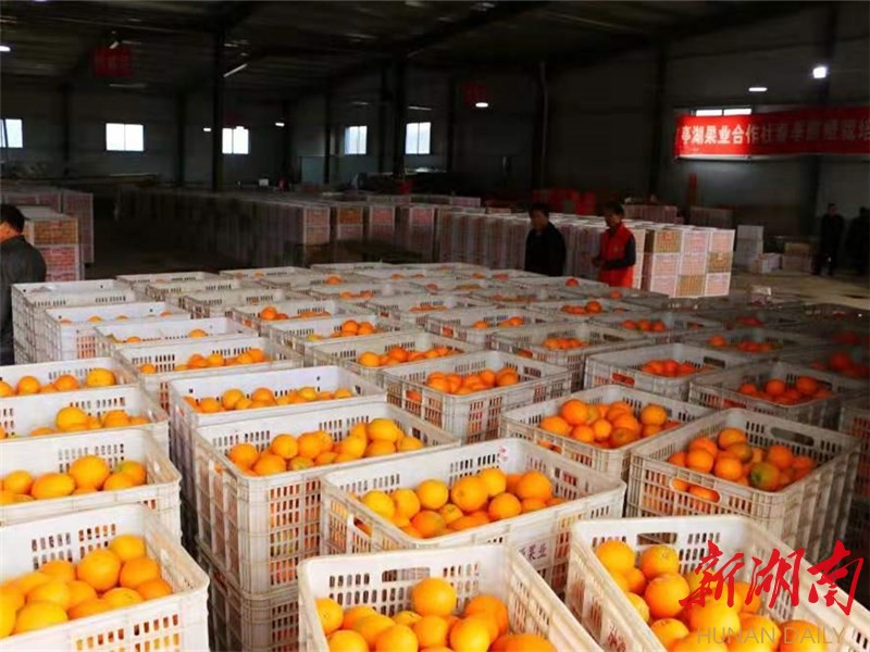 果业农民专业合作社负责人黄和平介绍,目前合作社仓库有50多万斤脐橙