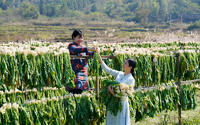 图片新闻｜靖州：“水腌菜”香飘千里