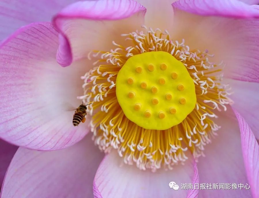 潘華從細微中發現唯美