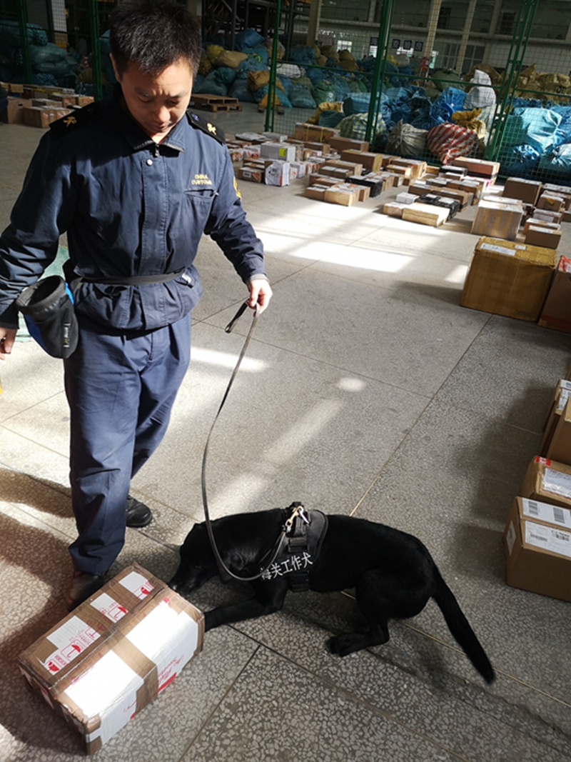 一只海关工作犬的2019年总结查获禁止进境物192批