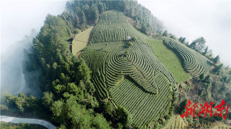 广西最大的金花茶基地图片