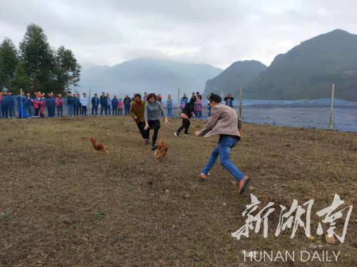 民生|江华：年赛抓鸡鸭 抓到抱回家