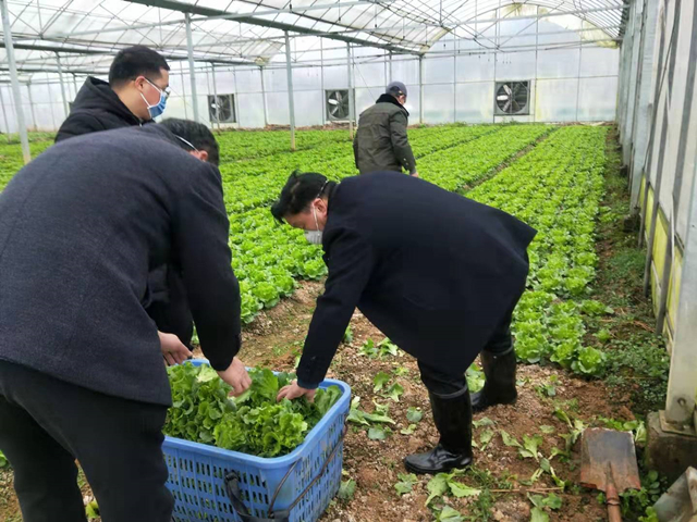 北塔区主动请缨保证市区市场蔬菜供应