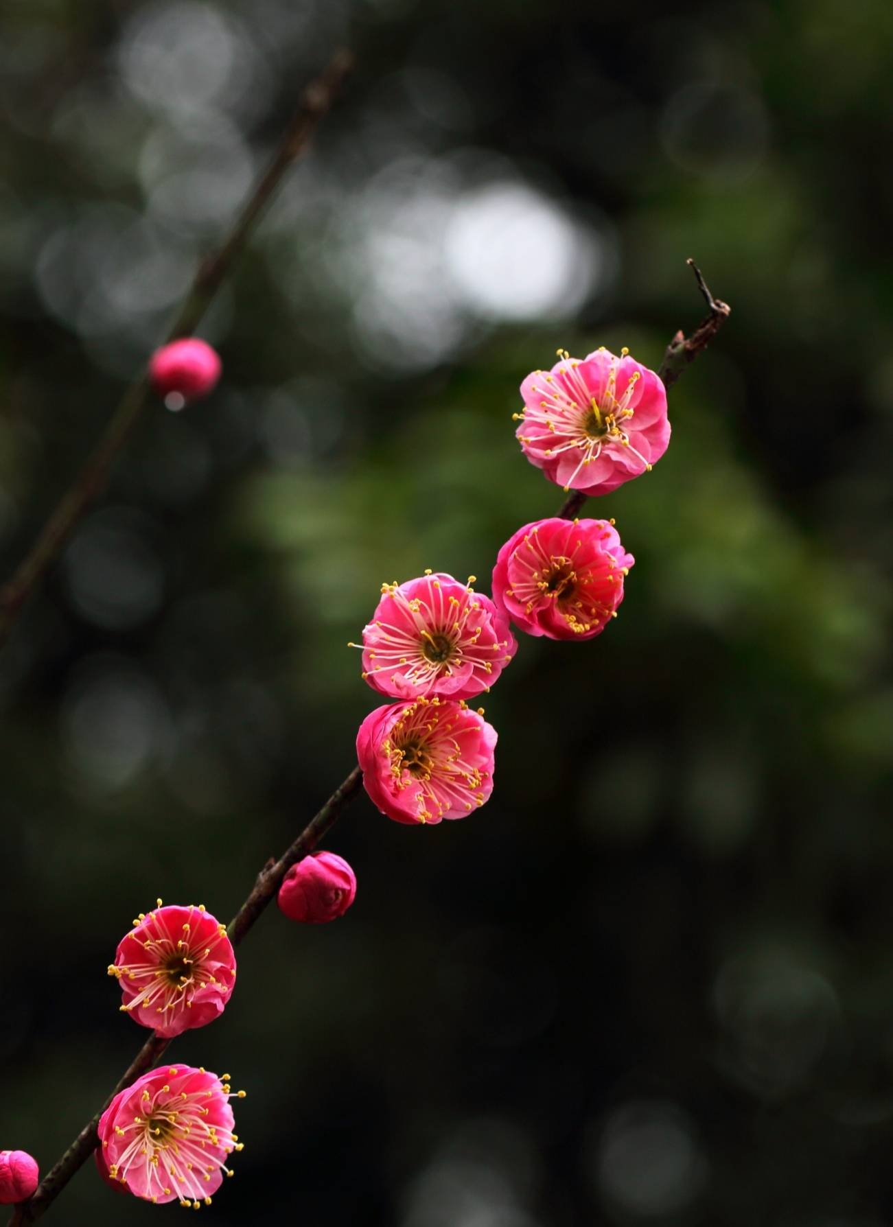 红梅怒放新春来