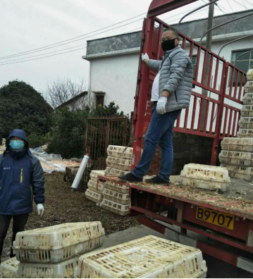 永济镇：站长“护航” 养殖企业复工早