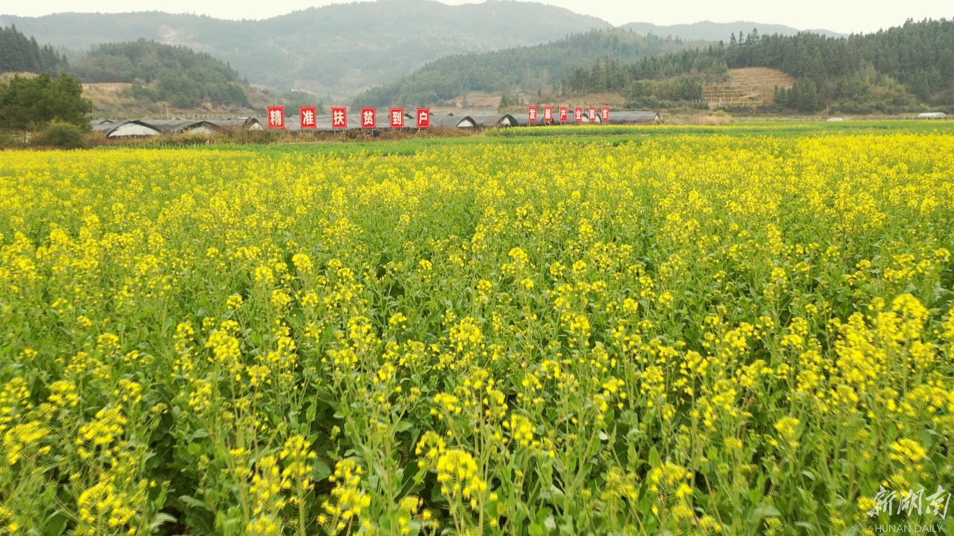 (初春时节,鹤城区黄金坳镇仇家村千亩油菜花悄然绽放.