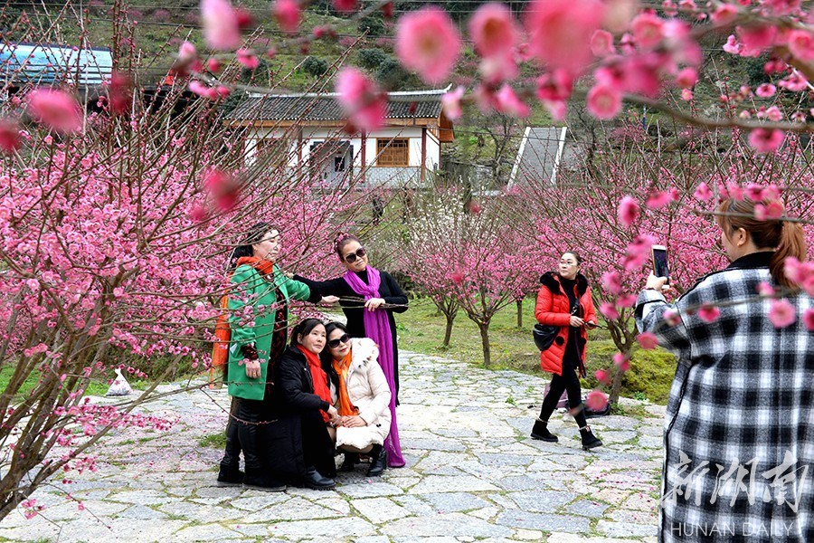 2月23日,永顺县灵溪镇洞坎村陈家坡组梅花盛开,该县疫情得到遏制后,有