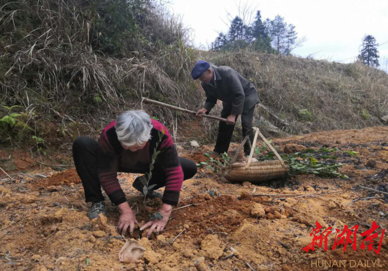 大塘镇：油茶树苗助力农户，巩固提升脱贫成效