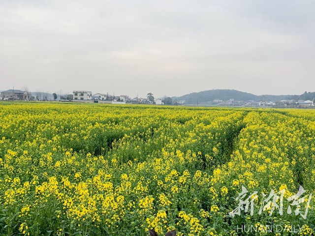 韶山市银田镇：静待疫情过去，共游油菜花海