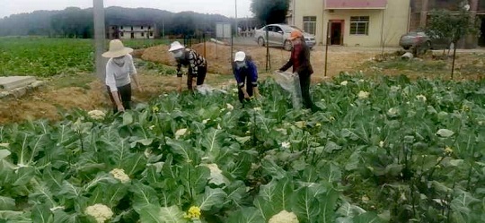 淝田镇：消费扶贫解困境 抗疫扶贫两不误