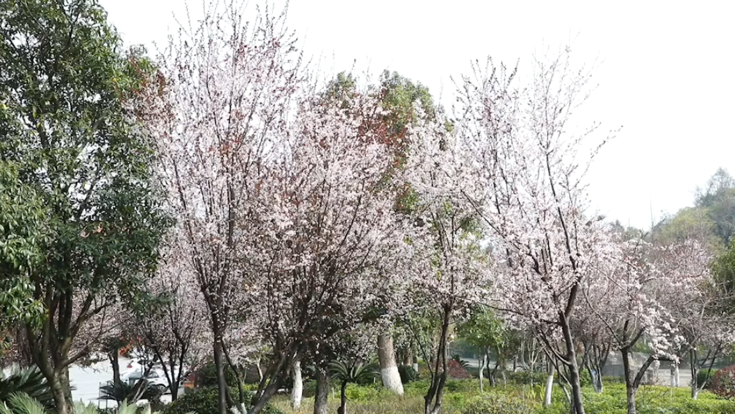 风景|江华：紫叶李花迎风绽放