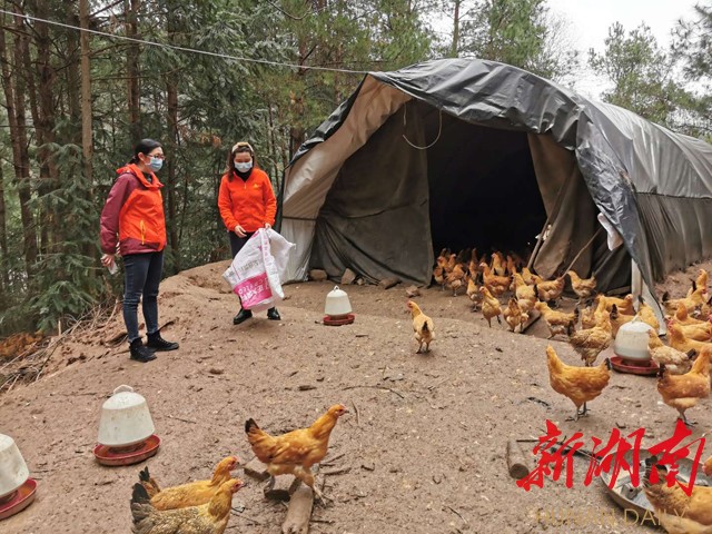 广东肇庆养殖鸡场 广东肇庆养殖鸡场有哪些