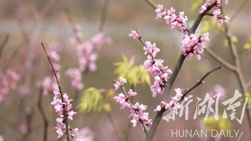 美景|江华：山毫云千亩野生紫荆花迎春绽放