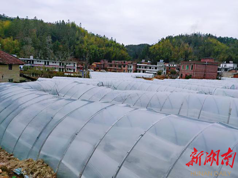 四都蔬菜示范基地建设驶入“快车道”