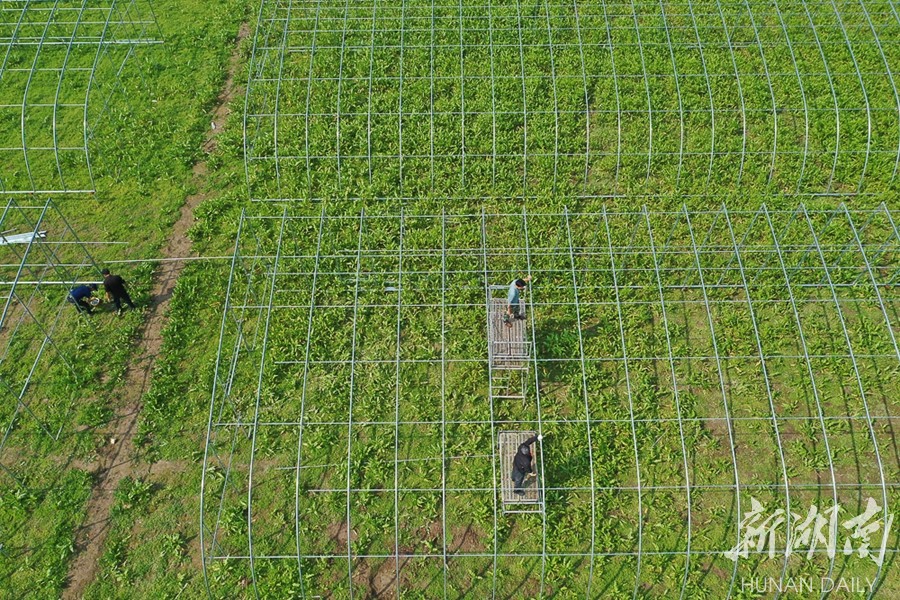 扶贫大棚建设忙 新湖南www.hunanabc.com