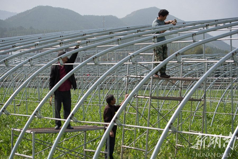扶贫大棚建设忙 新湖南www.hunanabc.com