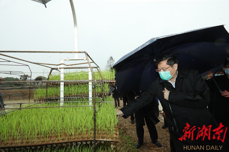杜家毫赴岳阳调研春耕生产工作 新湖南www.hunanabc.com