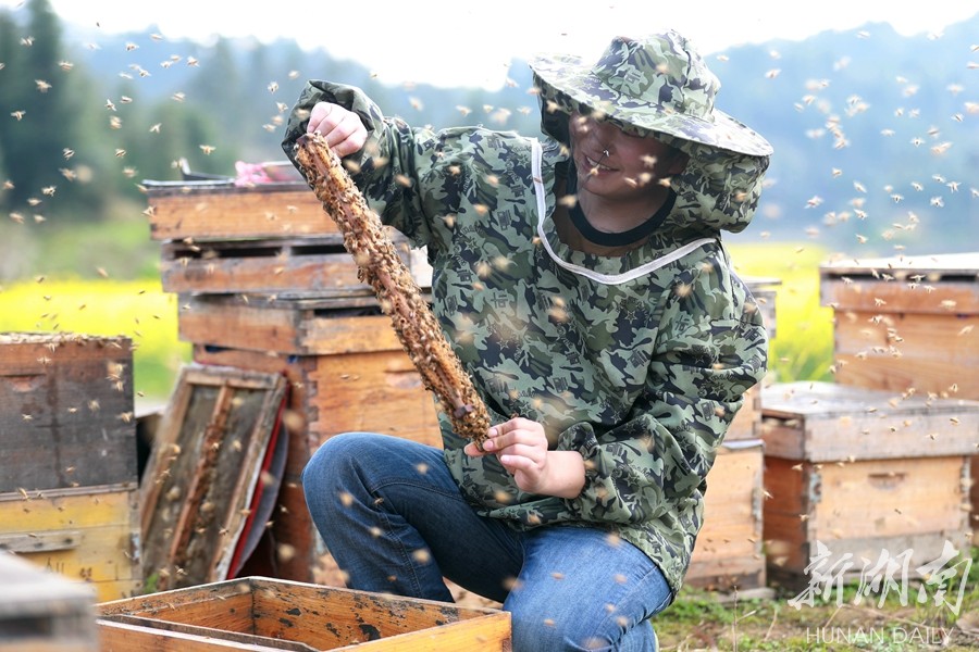 追花逐蜜 脱贫致富 新湖南www.hunanabc.com