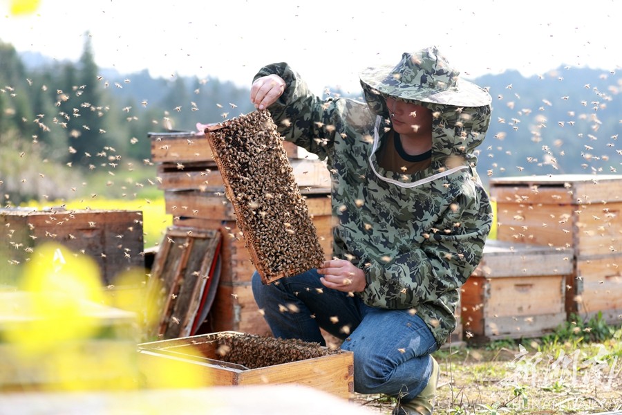 追花逐蜜 脱贫致富 新湖南www.hunanabc.com