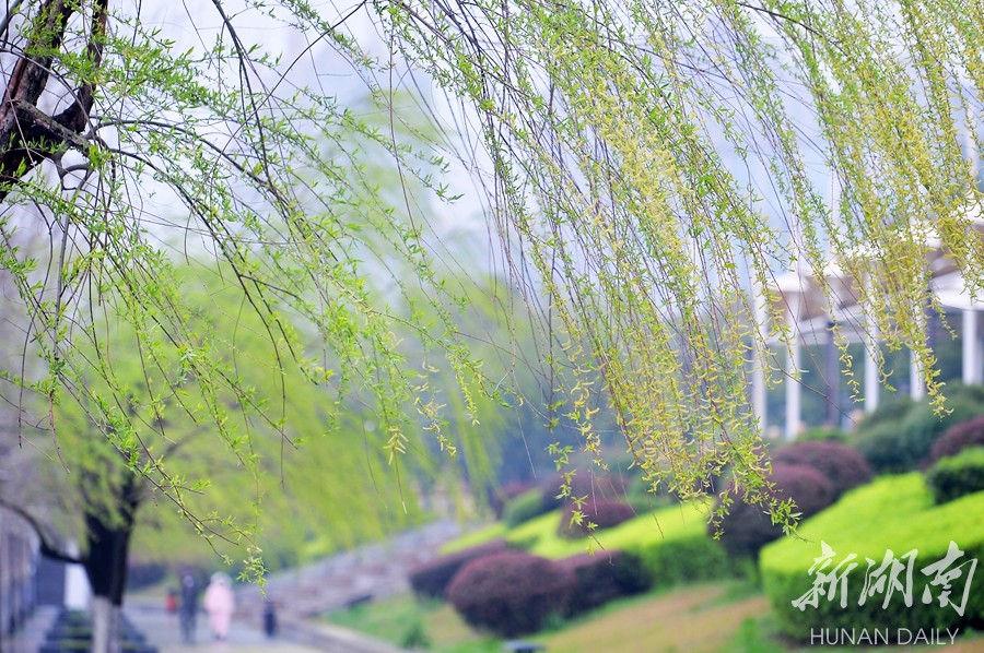 柳树吐绿春意浓 新湖南www.hunanabc.com