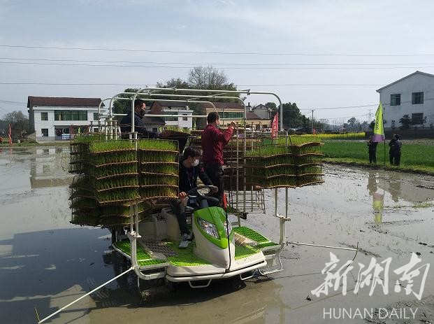 农机手正在操作水稻有序抛秧机