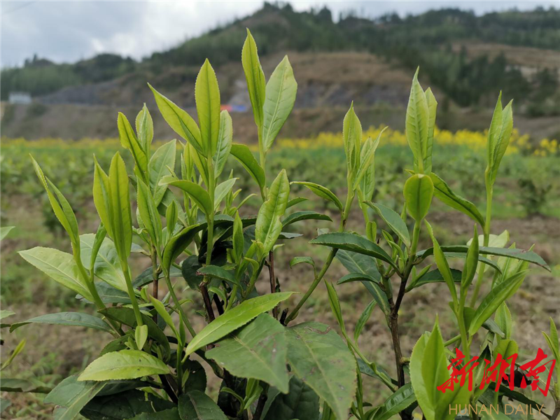 复工复产抢春光龙山县红岩溪镇开荒新种千亩高山黄金茶