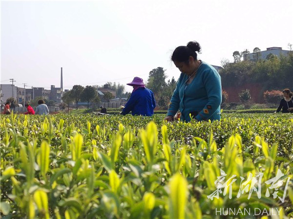 湘潭縣人勤春來早貧困戶採茶忙