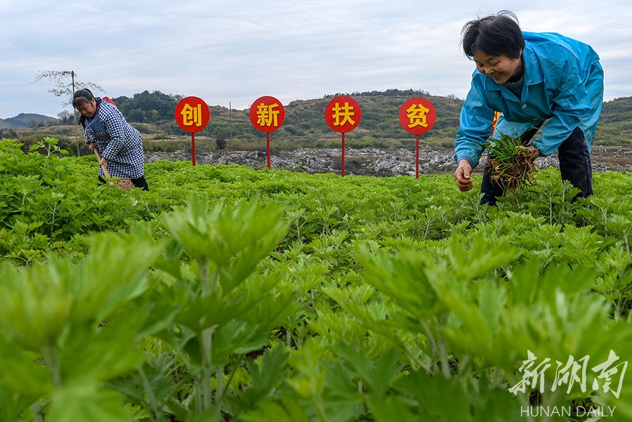 扶贫印记:艾草成了“致富草” 新湖南www.hunanabc.com