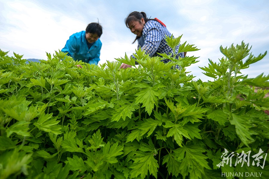 扶贫印记:艾草成了“致富草” 新湖南www.hunanabc.com