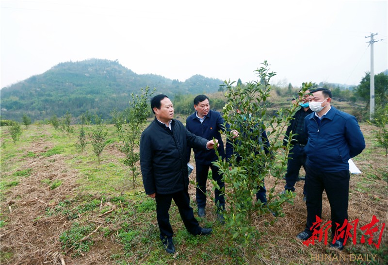 彭伟 摄)叶红专察看永顺县万坪镇推广实施的"烤烟—油菜—水稻—蔬菜"